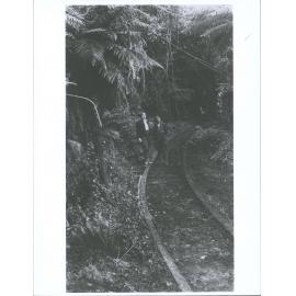 Track on way to Peaks Sawmill