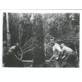 Felling a silver pine tree