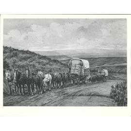 Wool wagons on the Pigroot