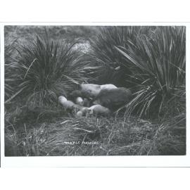 Wild pigs, Parnassus