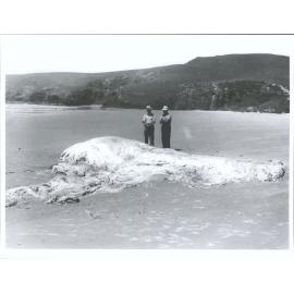 Pipikariti Beach, Otago Peninsula. Giant squid perhaps, tentacles estimated at above 30 feet in length. D.M. Reid & H.D. Skinner
