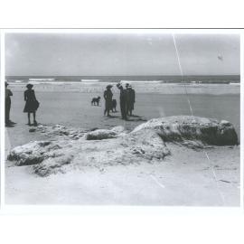 Giant squid perhaps, tentacles estimated at above 30 feet in length. H.D. Skinner, Mrs. E.L. Skinner. D.M. Reid, etc.