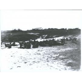 Sea Lions, Auckland Islands