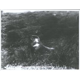 Sea Lion, Auckland Islands