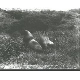 Sea Lions, Auckland Islands