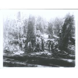 Cutting down Rimu/red pine in Seaward Forest, Southland
