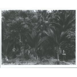 Nikau palms