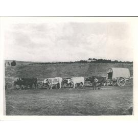 Shag Valley Station Bullock Team