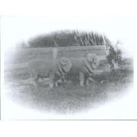 Stud Rams - Imported