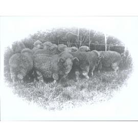 Stud Rams - Imported