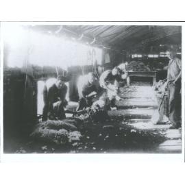 Sheep Shearing