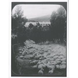 Takapau Station, East Coast, North Island