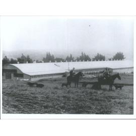 Musterers and Dogs [Moa Flat Station?]