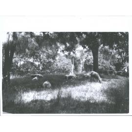 Sheep grazing under cover of trees