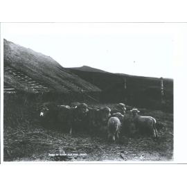 Study of Sheep, N.Z.