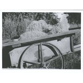 Sheep in a cart