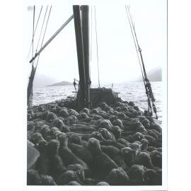 Sheep aboard P.S. Antrim, Lake Wakatipu