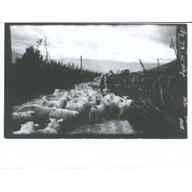 Sheep flock on a road