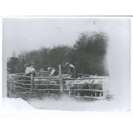 Sheep and farmers in a pen