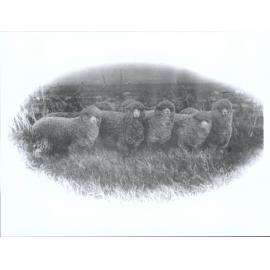 Stud Rams - Imported