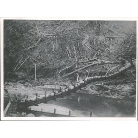 Sheep Bridge, Williams Station, Auckland Province