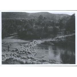 Sheep crossing river at Waipare Station
