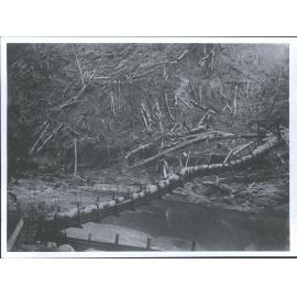 Sheep Bridge, Williams Station, Auckland Province