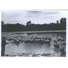 Sheep crossing river, Mokoreka Station