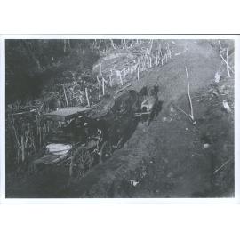 Between Waipiro and Te Puia Springs