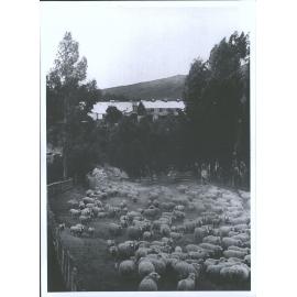 Takapau Station, East Coast, North Island