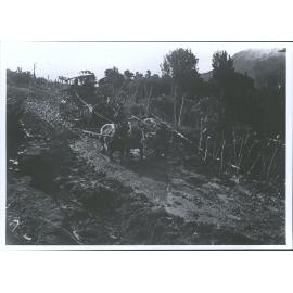 Between Waipiro and Te Puia Springs