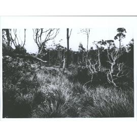 On the Warawara Plateau today