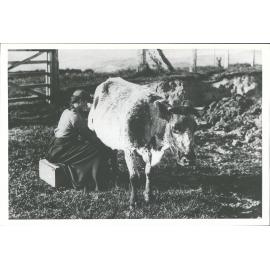 Milking time at Perry's farm
