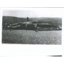 Stranded whale carcass being cut up