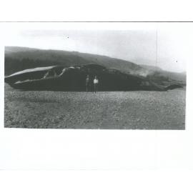 Stranded Whale