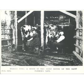 Milking time: a scene in the daily round of the dairy farmer's life