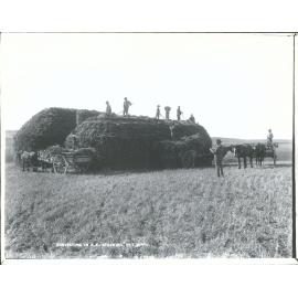 Harvesting in New Zealand "Stacking"