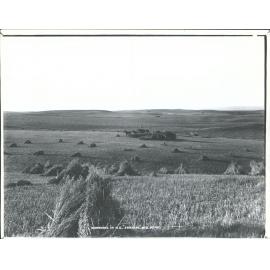Harvesting in New Zealand "Stacking"