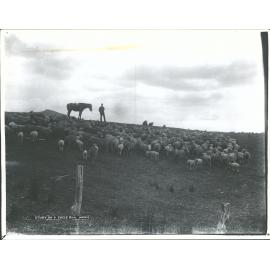 Study on a sheep run