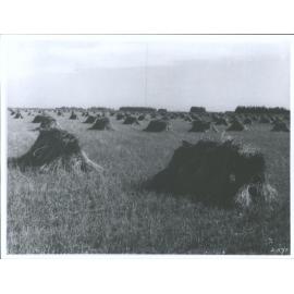 Wheat crop, Canterbury Plains