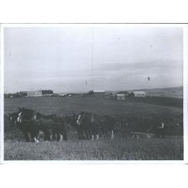 Six horse team & plough, Waitahuna