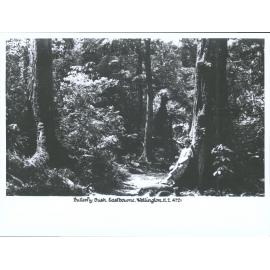 Butterfly Bush, Eastbourne, Wellington, N.Z.