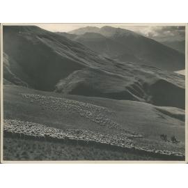 Sheep Muster, West Wanaka