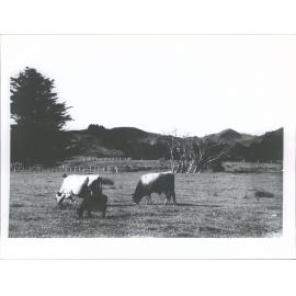 North Island of N.Z.