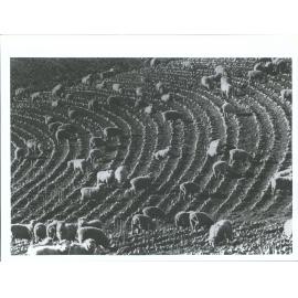 Sheep farming, wintering sheep on turnips