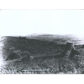 Harvesting in Southland, N.Z.