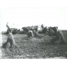 Harvesting in New Zealand