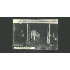 Blind man in back blocks. Milking the cows in byre built by himself