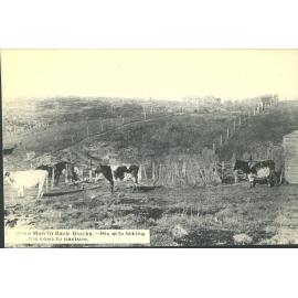 Blind man in back blocks. His wife taking the cows to pasture.