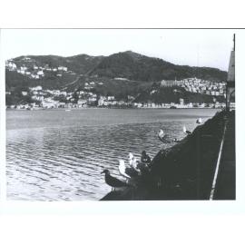 Mt. Victoria from Wellington Waterfront
